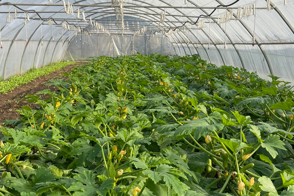 Le conteneur maritime pour le stockage agricole